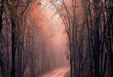 雷竞技官网：几家欢乐几家愁——2024-2025中国女子排超联赛队员观感之十一.